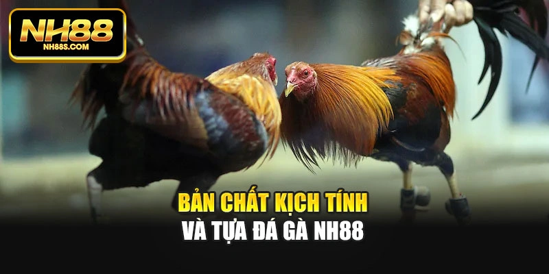 Bản chất kịch tính và tựa đá gà Nh88