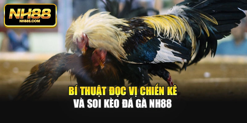 Bí thuật đọc vị chiến kê và soi kèo đá gà Nh88