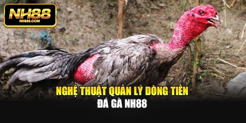 Nghệ thuật quản lý dòng tiền đá gà Nh88